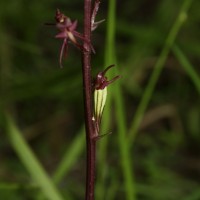 Liparis nervosa (Thunb.) Lindl.